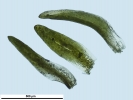 Campylostelium pitardii