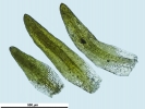 Campylostelium pitardii