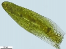 Campylostelium pitardii