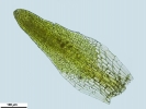 Campylostelium pitardii