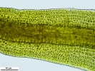 Campylostelium pitardii