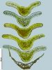 Campylostelium pitardii