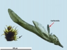 Campylostelium pitardii