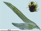 Campylostelium pitardii