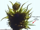 Campylostelium pitardii