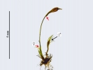 Trematodon ambiguus