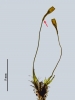 Trematodon ambiguus