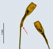 Trematodon ambiguus