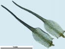 Trematodon ambiguus