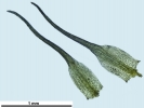 Trematodon ambiguus