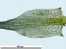 Trematodon ambiguus