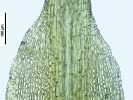 Trematodon ambiguus