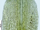 Trematodon ambiguus