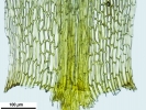 Trematodon ambiguus