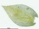 Nogopterium gracile