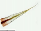 Ptychostomum elegans