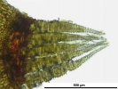 Ptychostomum elegans
