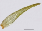 Leucobryum juniperoideum