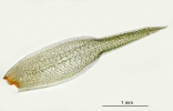 Leucobryum glaucum