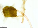 Imbribryum tenuisetum
