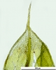 Ptychostomum inclinatum