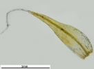 Grimmia fuscolutea