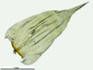Loeskeobryum brevirostre