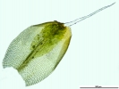 Pterygoneurum crossidioides