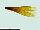 Pterygoneurum crossidioides