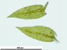 Microeurhynchium pumilum