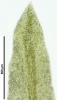 Cynodontium serrulatum