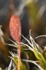 Grimmia ovalis