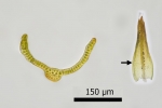 Grimmia teretinervis