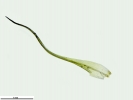 Hymenoloma crispulum