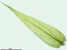 Leptodictyum riparium