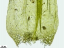 Oxyrrhynchium speciosum