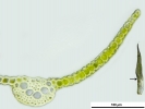 Weissia brachycarpa