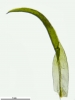 Cynodontium gracilescens