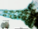 Schistochilopsis opacifolia