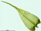 Campyliadelphus elodes