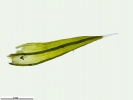 Grimmia funalis