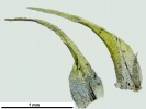 Thamnobryum alopecurum