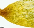 Encalypta trachymitria
