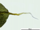 Encalypta pilifera