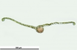 Ptychostomum creberrimum