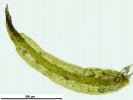 Ephemerum recurvifolium