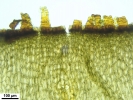 Paraleucobryum longifolium