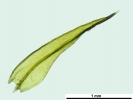 Grimmia dissimulata